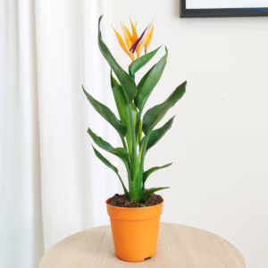 Strelicja królewska (Strelitzia reginae) 40-45cm