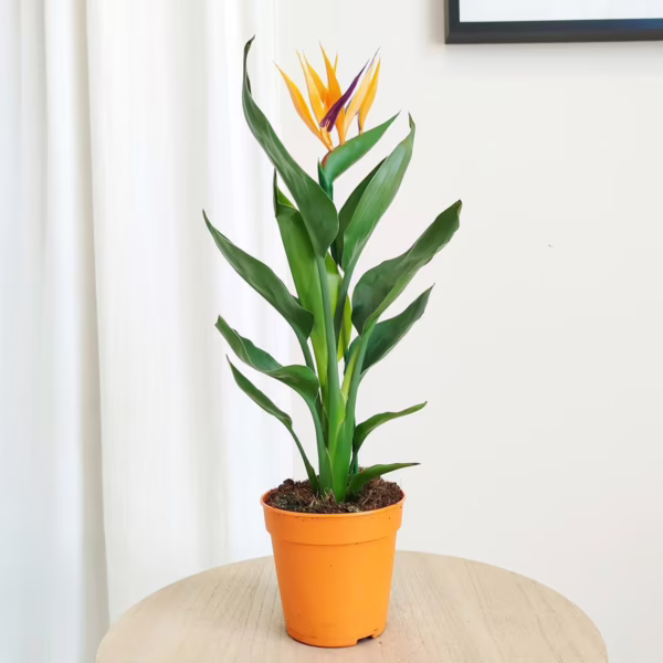 Strelicja królewska (Strelitzia reginae) 40-45cm
