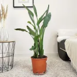 Strelicja królewska (Strelitzia reginae) 100cm