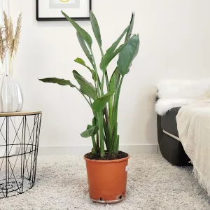 Strelicja królewska (Strelitzia reginae) 100cm