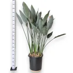Strelicja królewska (Strelitzia reginae) 160cm