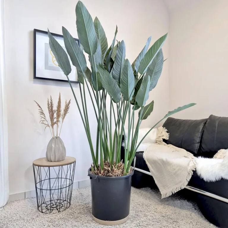 Strelicja królewska (Strelitzia reginae) 160cm