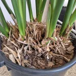 Strelicja królewska (Strelitzia reginae) 160cm