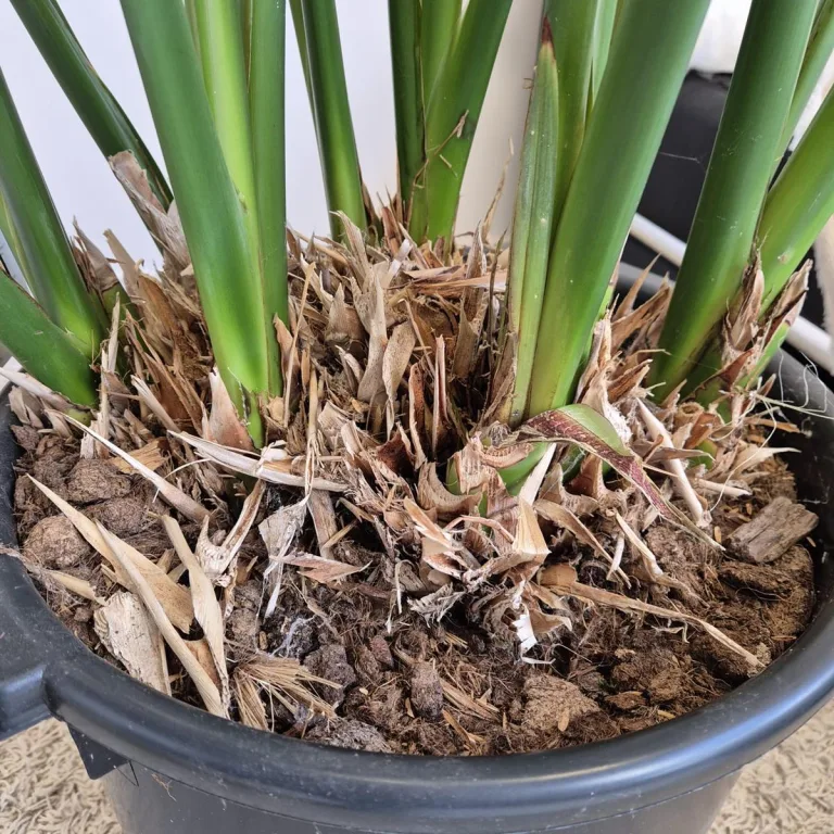 Strelicja królewska (Strelitzia reginae) 160cm