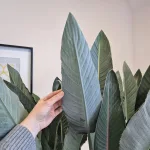 Strelicja królewska (Strelitzia reginae) 160cm