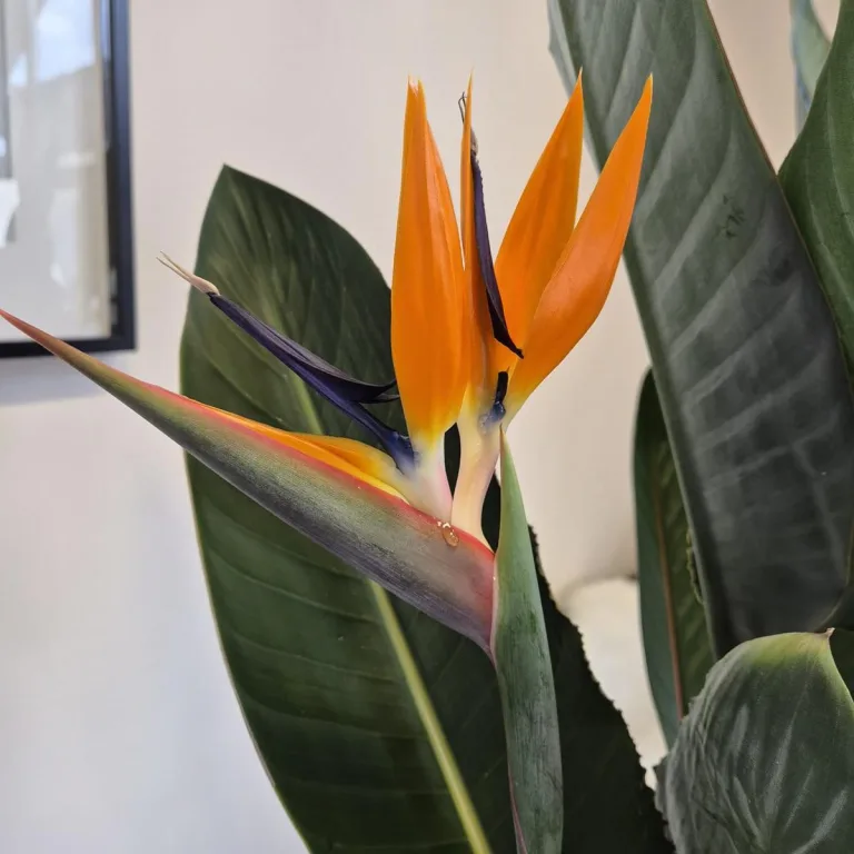Strelicja królewska (Strelitzia reginae) 160cm