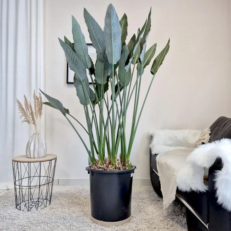 Strelicja królewska (Strelitzia reginae) 160cm