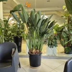 Strelicja królewska (Strelitzia reginae) 160cm