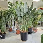 Strelicja królewska (Strelitzia reginae) 160cm