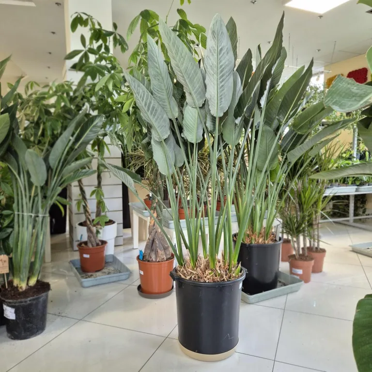 Strelicja królewska (Strelitzia reginae) 160cm