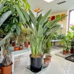 Strelicja królewska (Strelitzia reginae) 160cm