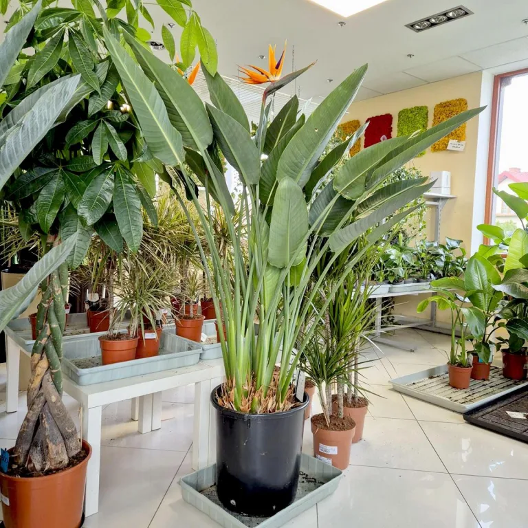 Strelicja królewska (Strelitzia reginae) 160cm