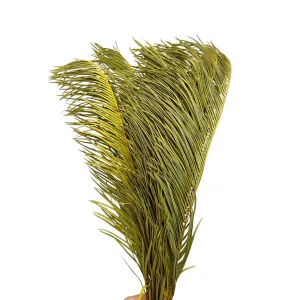 Suszony Cykas cięte liście