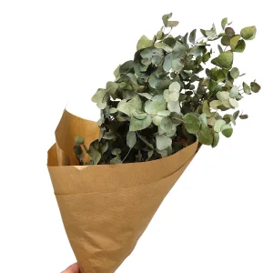 Suszony eukaliptus cinarea gotowy bukiet