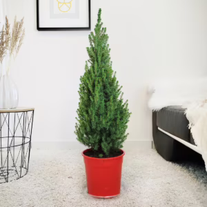 Świerk biały (Picea glauca 'Perfecta') 90cm