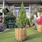 Świerk biały (Picea abies 'Conica') 95cm