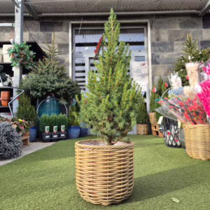 Świerk biały (Picea abies 'Conica') 95cm