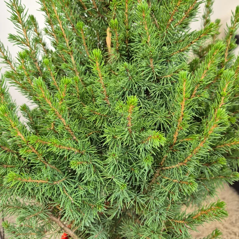 Świerk biały (Picea abies 'Conica') 95cm