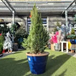 Świerk biały (Picea abies 'Conica') 95cm