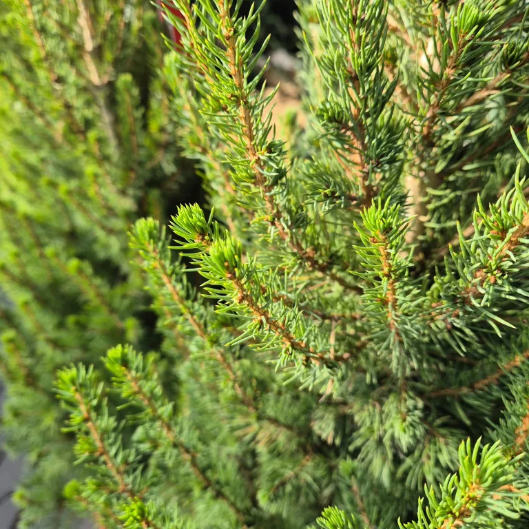 Świerk biały (Picea abies 'Conica') 95cm