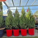 Świerk biały (Picea abies 'Conica') 95cm