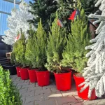 Świerk biały (Picea abies 'Conica') 95cm