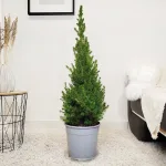 Świerk biały (Picea abies 'Conica') 100cm