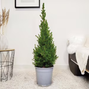 Świerk biały (Picea abies 'Conica') 100cm