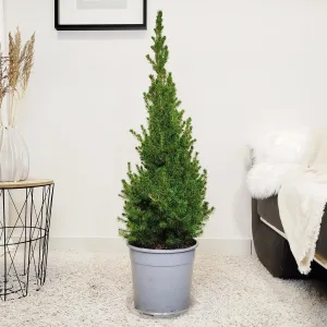 Świerk biały (Picea abies 'Conica') 100cm