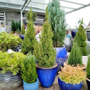 Świerk biały (Picea abies 'Conica') 100cm