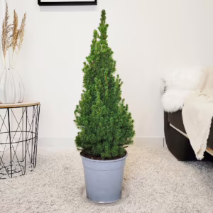 Świerk biały (Picea abies 'Conica') 95cm