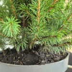 Świerk biały (Picea galuca 'Conica December') 55cm