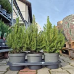 Świerk biały (Picea galuca 'Conica December') 55cm