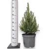 Świerk biały (Picea galuca 'Conica December’) 55cm
