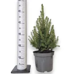Świerk biały (Picea galuca 'Conica December') 55cm