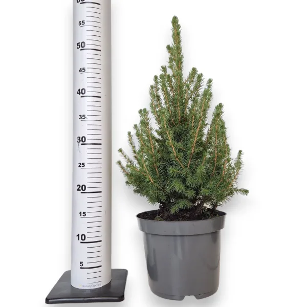 Świerk biały (Picea galuca 'Conica December') 55cm