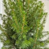 Świerk biały (Picea galuca 'Conica December’) 55cm