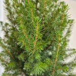 Świerk biały (Picea galuca 'Conica December') 55cm