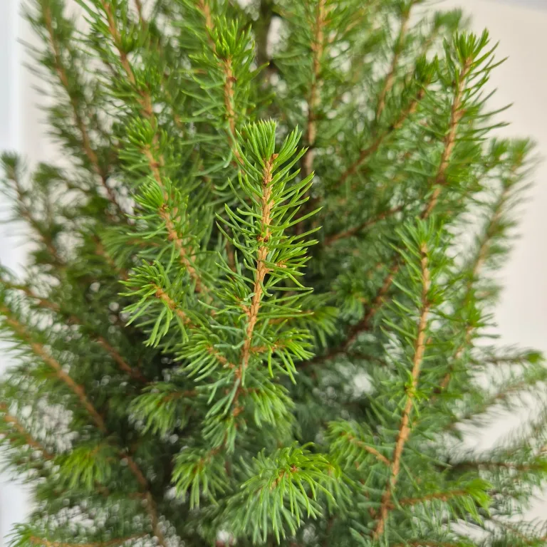 Świerk biały (Picea galuca 'Conica December') 55cm