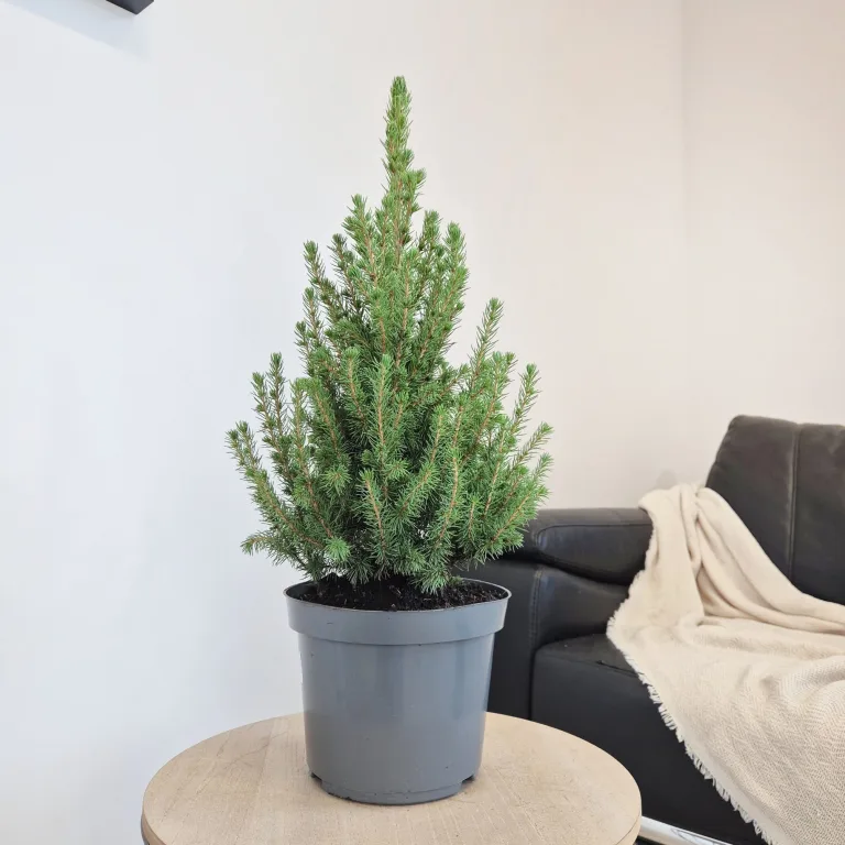 Świerk biały (Picea galuca 'Conica December') 55cm