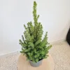 Świerk biały (Picea galuca 'Conica December’) 55cm