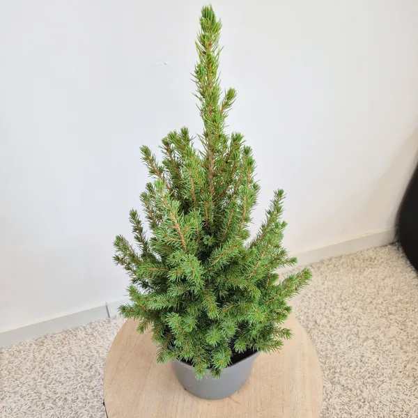 Świerk biały (Picea galuca 'Conica December') 55cm