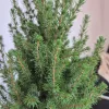 Świerk biały (Picea galuca 'Conica December’) 55cm