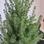 Świerk biały (Picea galuca 'Conica December') 55cm