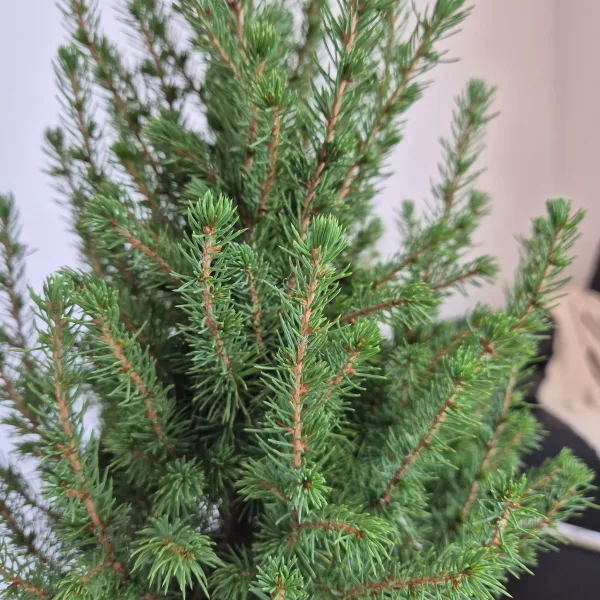 Świerk biały (Picea galuca 'Conica December') 55cm