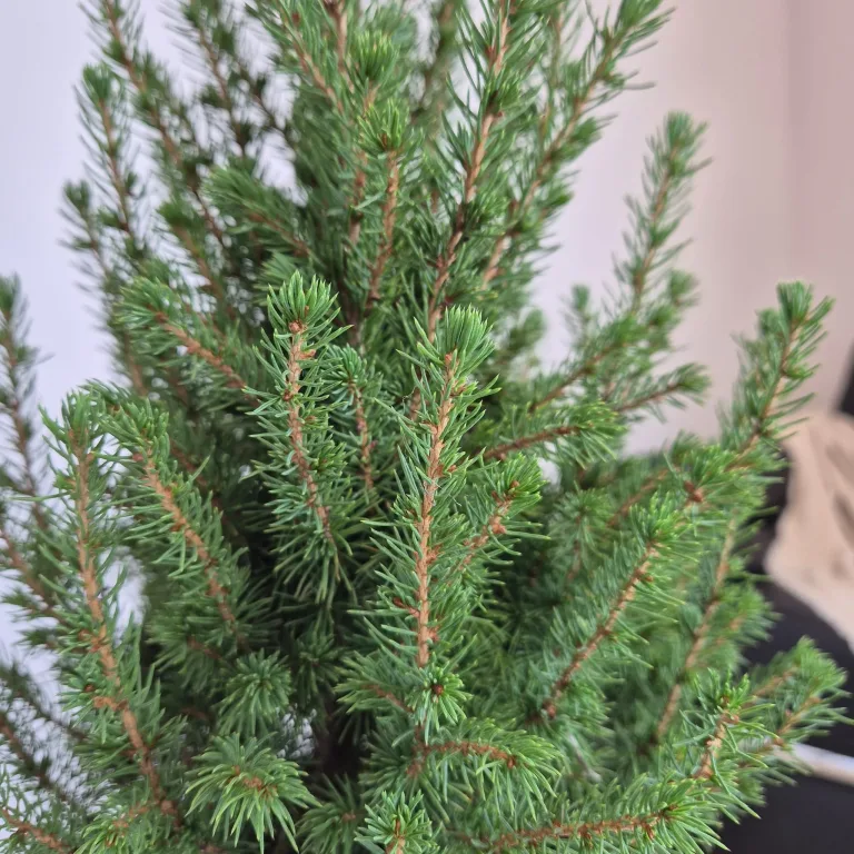 Świerk biały (Picea galuca 'Conica December') 55cm