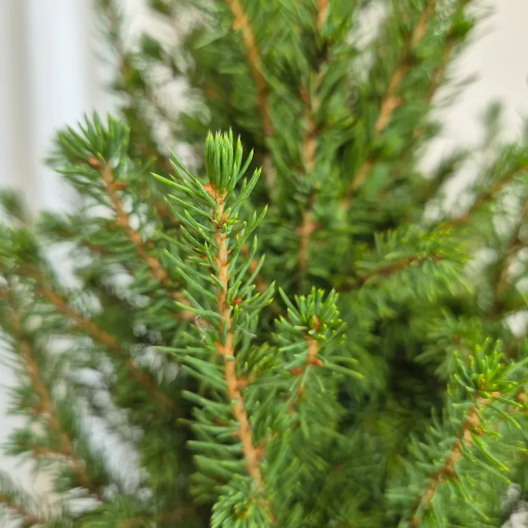 Świerk biały (Picea galuca 'Conica December') 55cm
