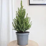 Świerk biały (Picea galuca 'Conica December') 55cm