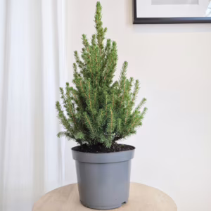 Świerk biały (Picea galuca 'Conica December') 55cm