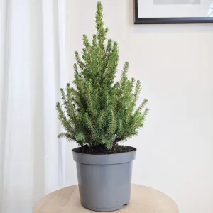 Świerk biały (Picea galuca 'Conica December') 55cm
